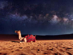 Nomadic Non Touristic Overnight Camel Safari Tour with Beauty of Thar Desert