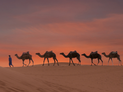 Rumi Camel Safari with Enchanting Beauty of Thar Desert