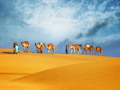 Blissful camel safari