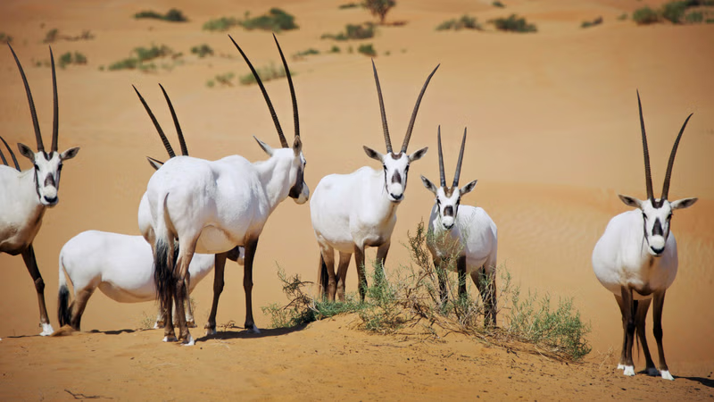 Desert National Park jaisalmer